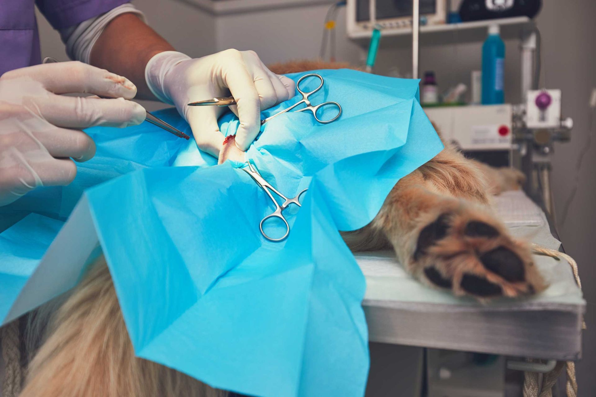 Pet surgery is being performed by a veterinarian using sterile surgical instruments. Pet surgery is being performed by a veterinarian using sterile surgical instruments.