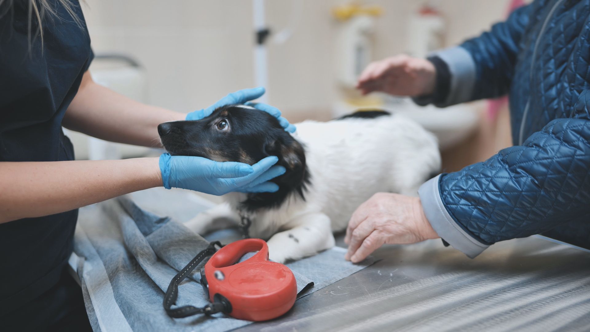 A dog is being treated by a 24-hour emergency veterinarian in an exam room. A dog is being treated by a 24-hour emergency veterinarian in an exam room.