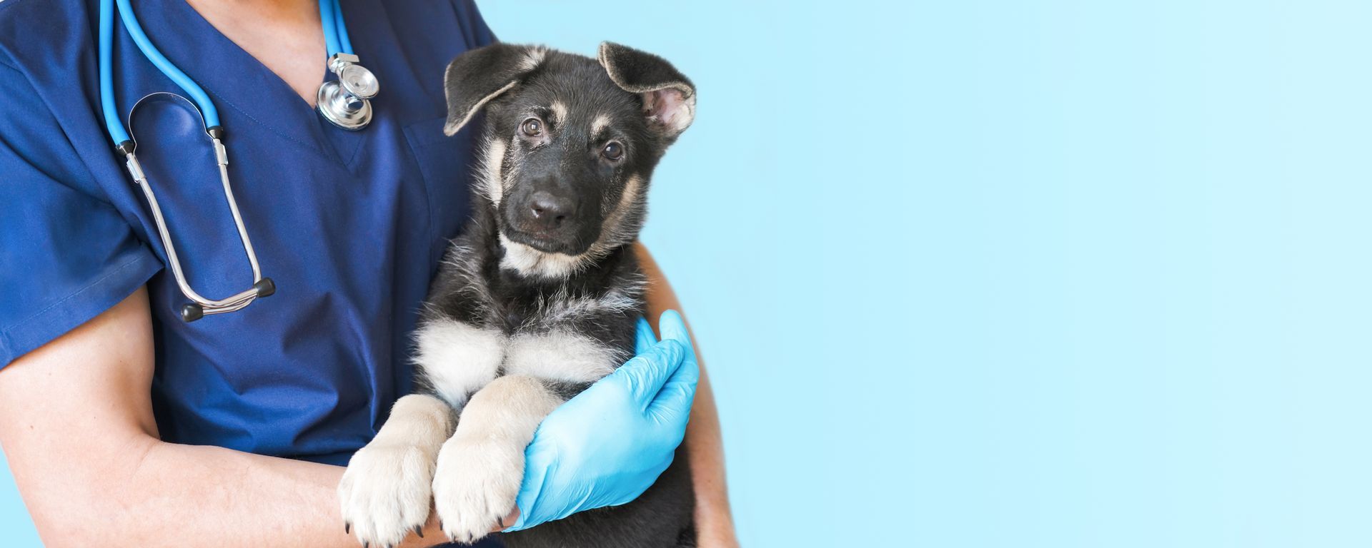 Cropped image of male veterinarian doctor with stethoscope holding black German Shepherd puppy. Cropped image of male veterinarian doctor with stethoscope holding black German Shepherd puppy.