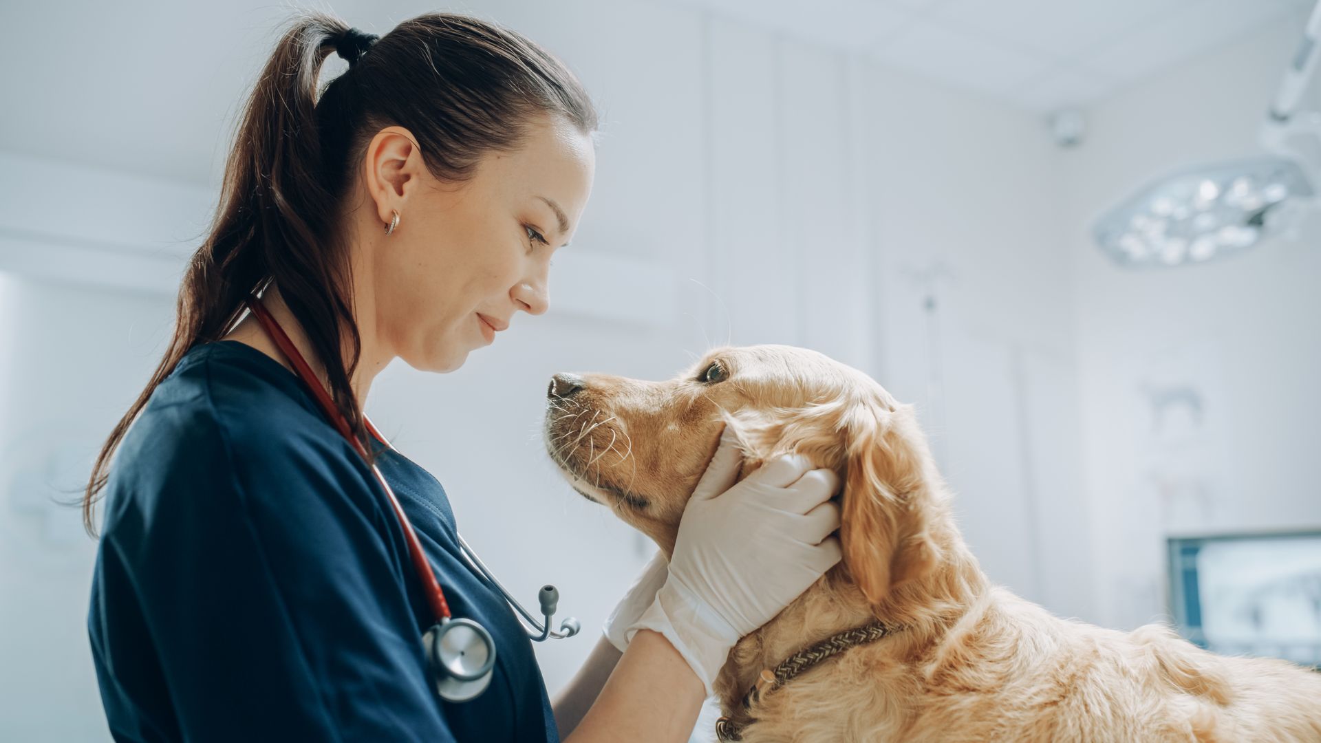 Healthy pet at a checkup visit in a modern veterinary clinic. Healthy pet at a checkup visit in a modern veterinary clinic.