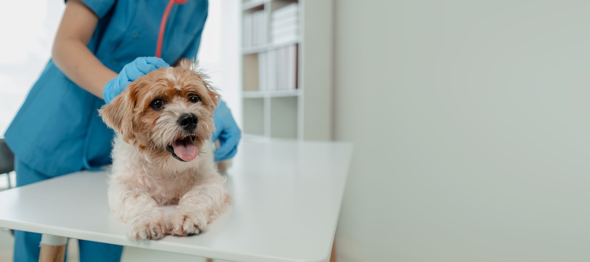 Professional emergency animal hospital providing compassionate veterinary care for injured pets.