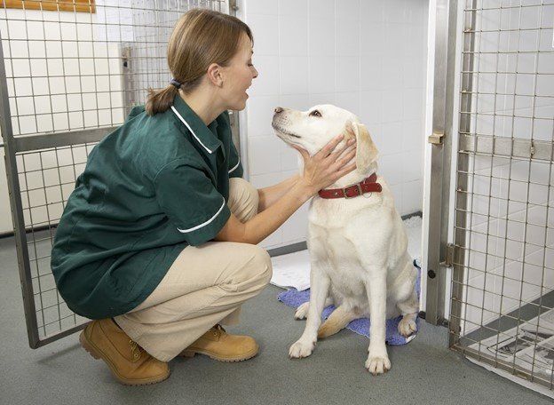 Woman Facing s Dog — Seattle, WA — South Seattle Veterinary Hospital Woman in green scrubs petting a yellow lab in a kennel.