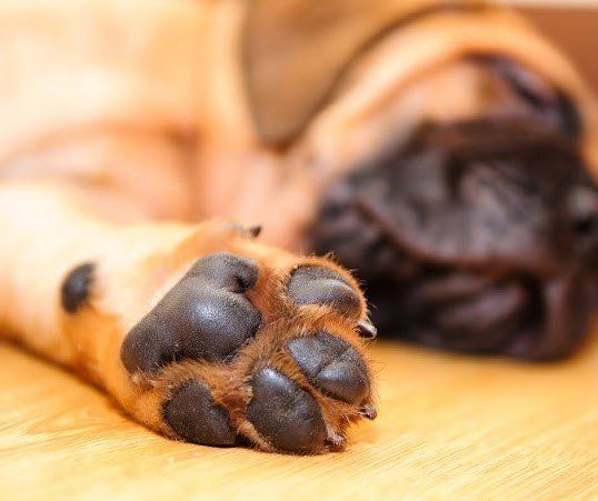 Close-up of dog paw with black pads; dog's blurry face in background.