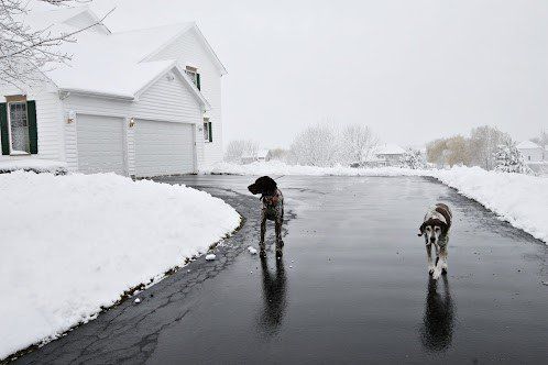 Two dogs on a wet driveway in front of a snow-covered house; it is snowing.