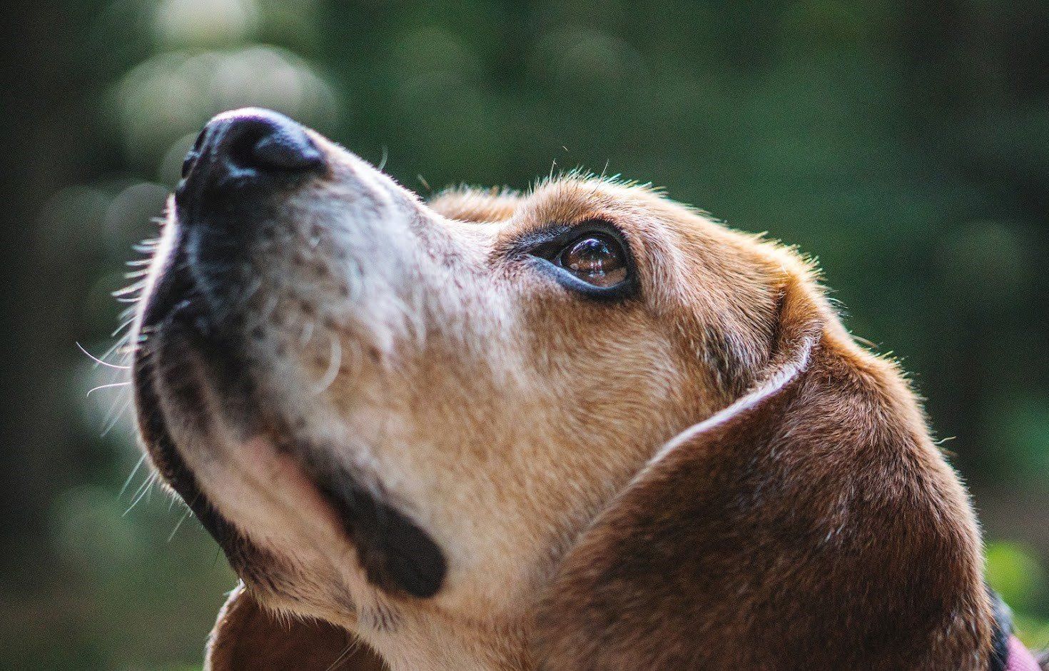 Beagle looking up with brown and white fur, set against a blurred green background.