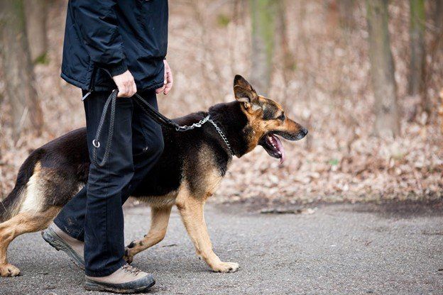 German Shepherd Dog — Seattle, WA — South Seattle Veterinary Hospital A person walks a German Shepherd dog on a leash along a path in a wooded area.