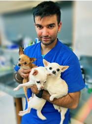 Veterinarian in blue scrubs holding three Chihuahuas, smiling in a clinic setting.