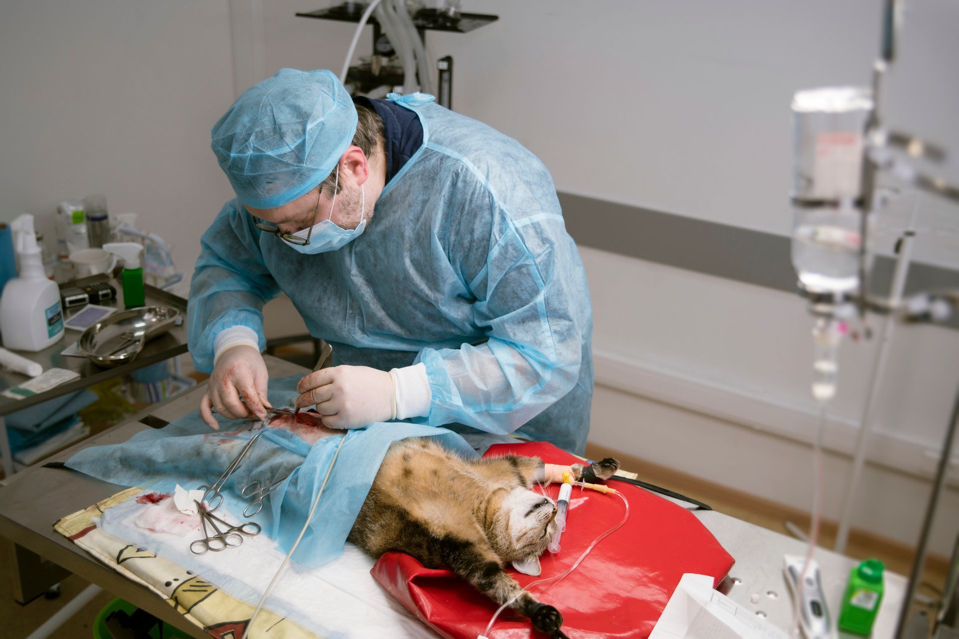A male veterinary doctor in a surgery room performing pet surgery on a cat under anesthesia. Veterinarian in blue scrubs performing surgery on a cat in a surgical setting.