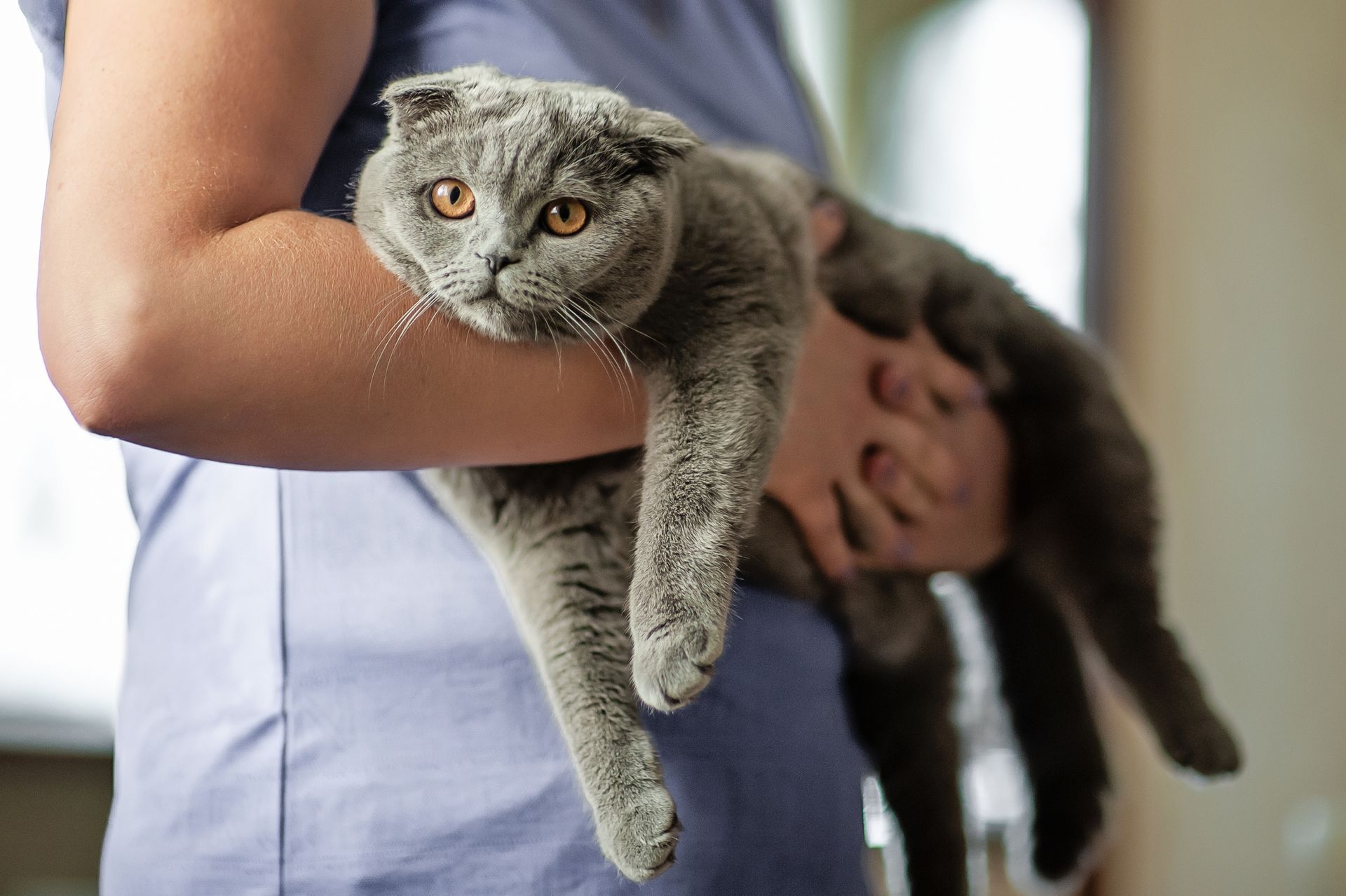 A gray Scottish Fold cat being held in someone's arms, looking relaxed.