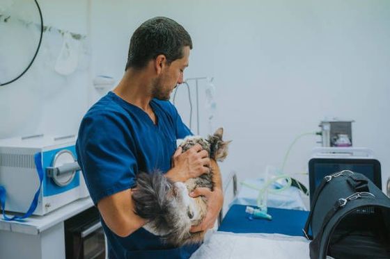 Veterinarian in blue scrubs holding a cat in an examination room. Cat has fluffy gray and brown fur.