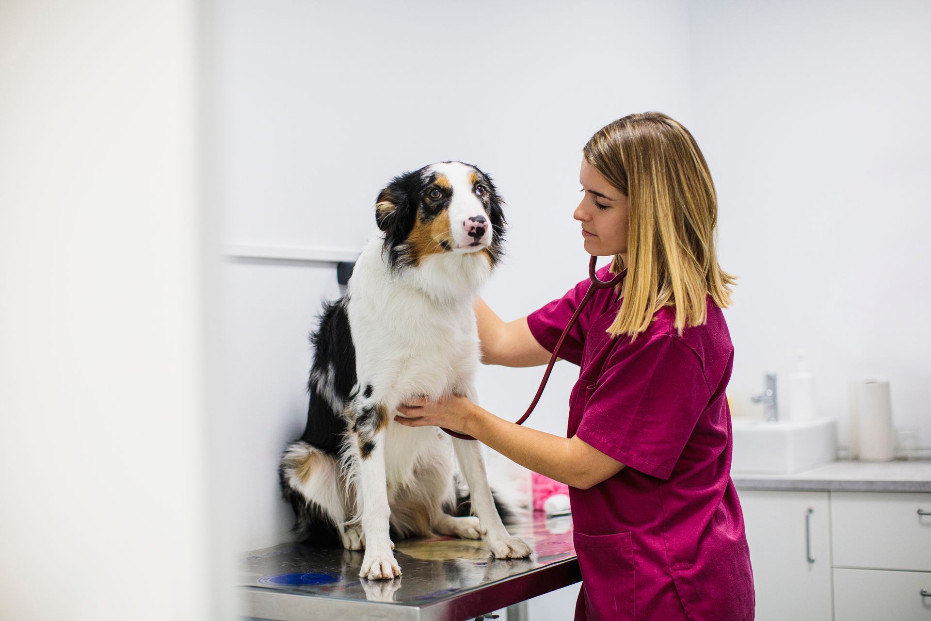 South Seattle Veterinary Hospital