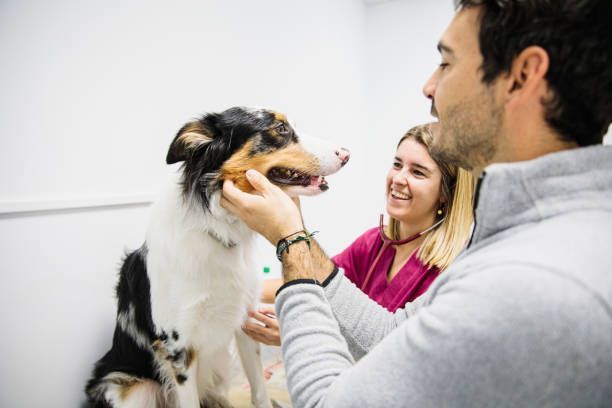 Man and vet examining a dog in a vet clinic; dog is black, brown, and white.