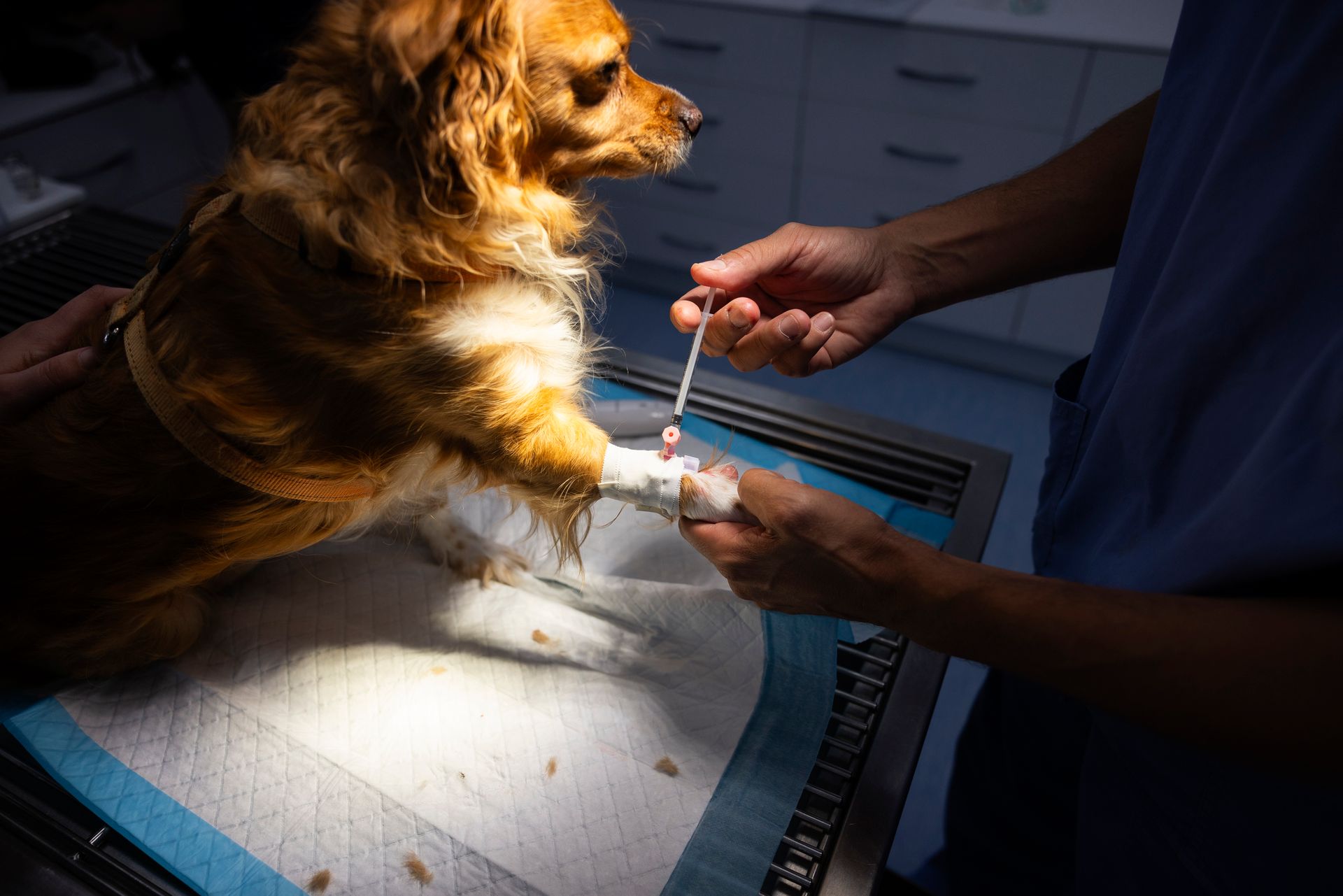 Veterinarian injecting anesthesia to a dog. Dog receiving IV fluids at a vet clinic; vet's hands holding syringe near a paw.