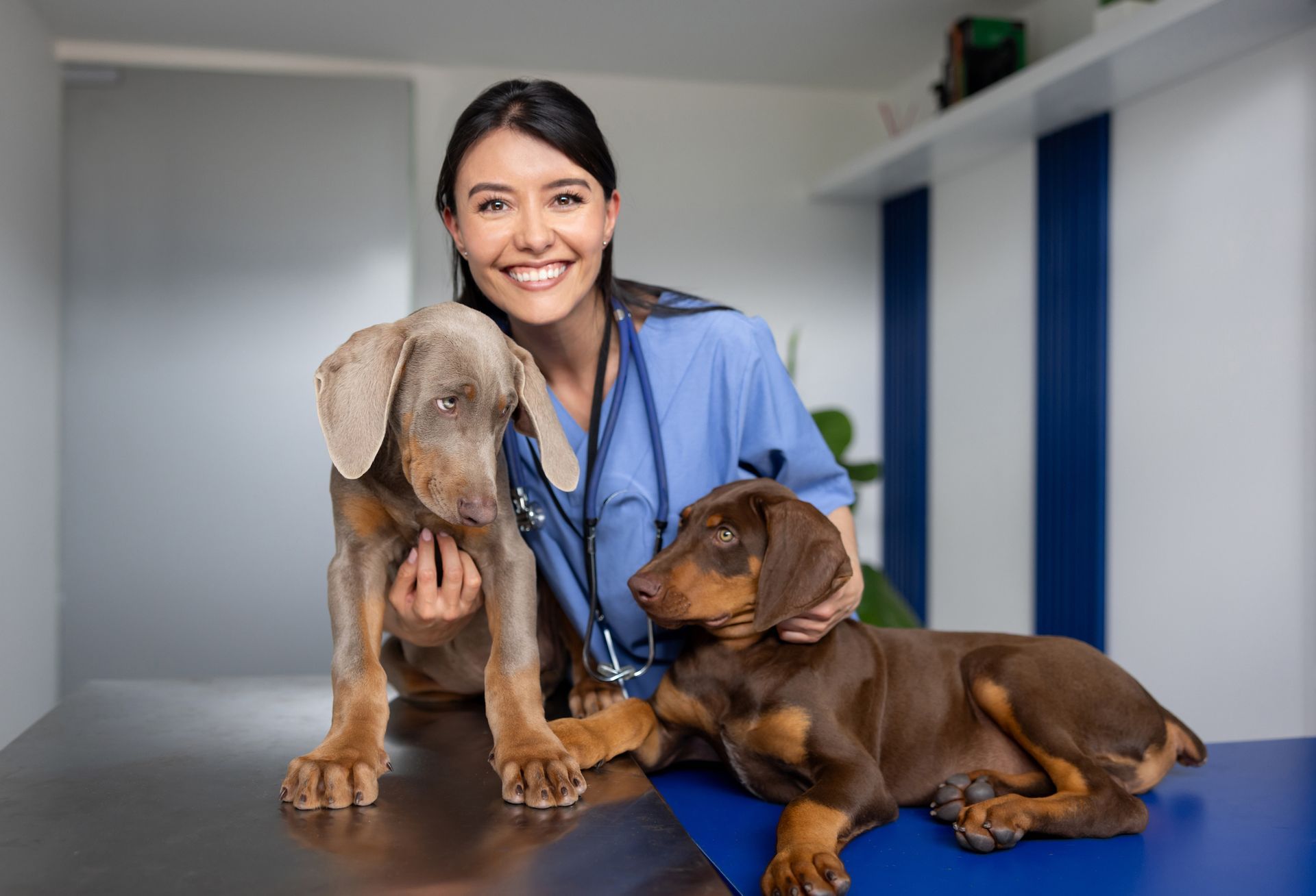 Two puppies on a vet's table with a veterinarian in the background. Veterinarian smiling with two Doberman puppies on an examination table.