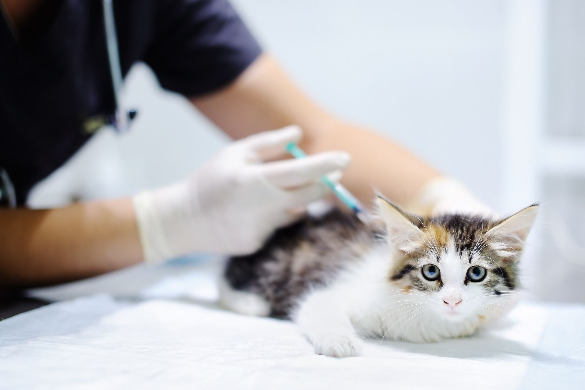 Veterinarian giving a kitten a shot. The cat has a concerned look. Veterinarian giving a kitten a shot. The cat has a concerned look.
