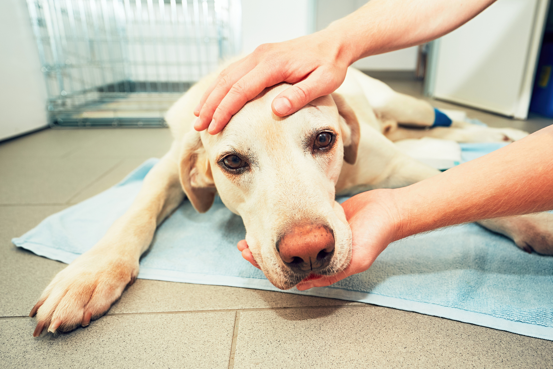 Sick Labrador dog lying on floor being comforted by veterinarian at animal clinic.