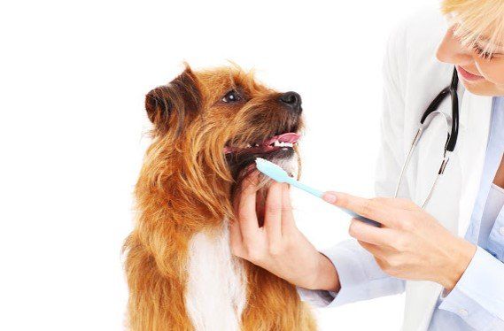 Brushing a Dog's Teeth — Seattle, WA — South Seattle Veterinary Hospital Veterinarian brushing a brown and white dog's teeth. White background.