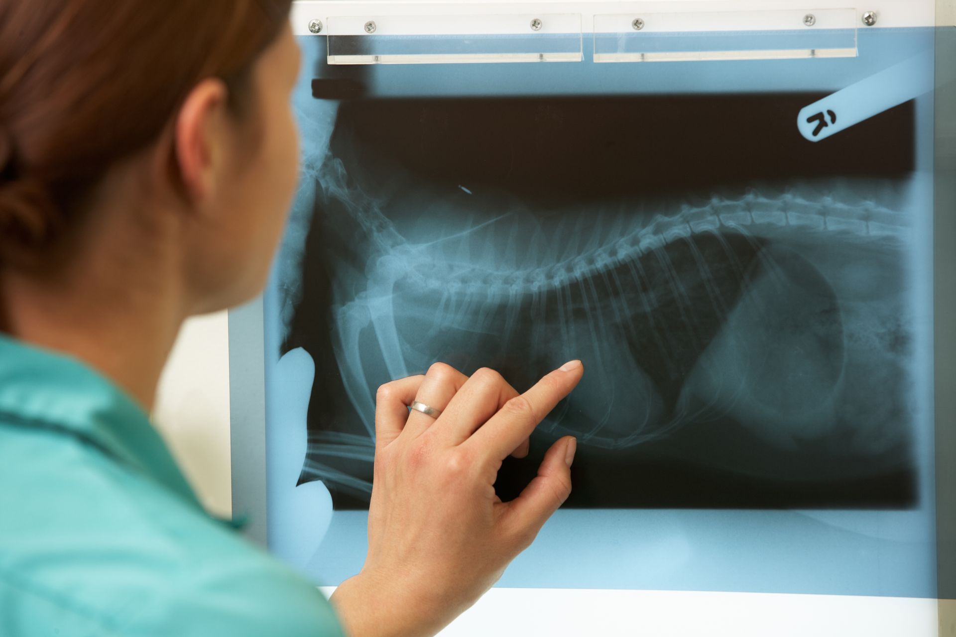 Veterinarian examining dog X-ray on light board in clinic.