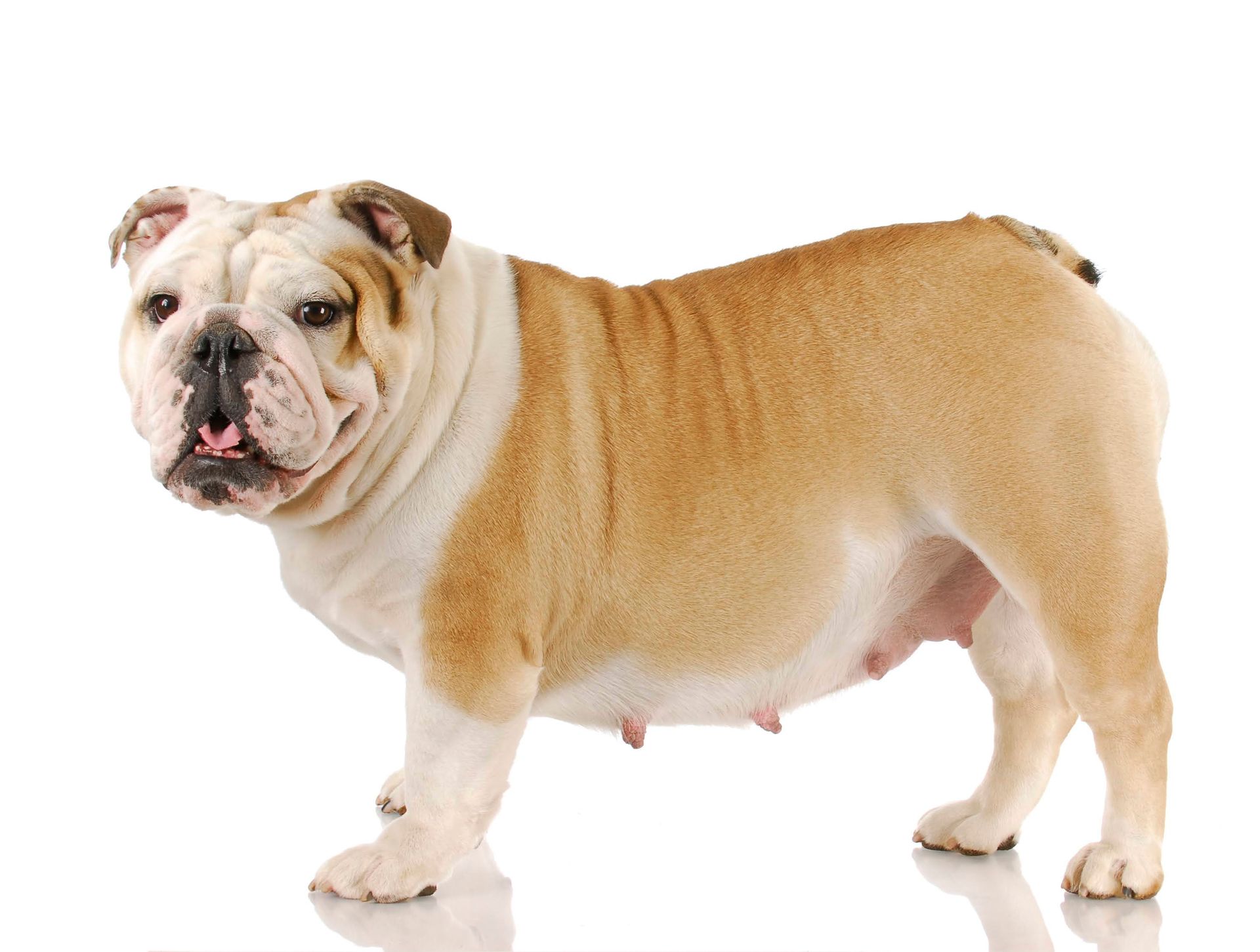 English bulldog with tan and white coat, standing on a white surface.