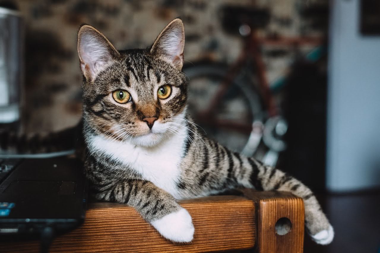 Tabby cat with white paws resting on a wooden chair; indoors with a bicycle in background.