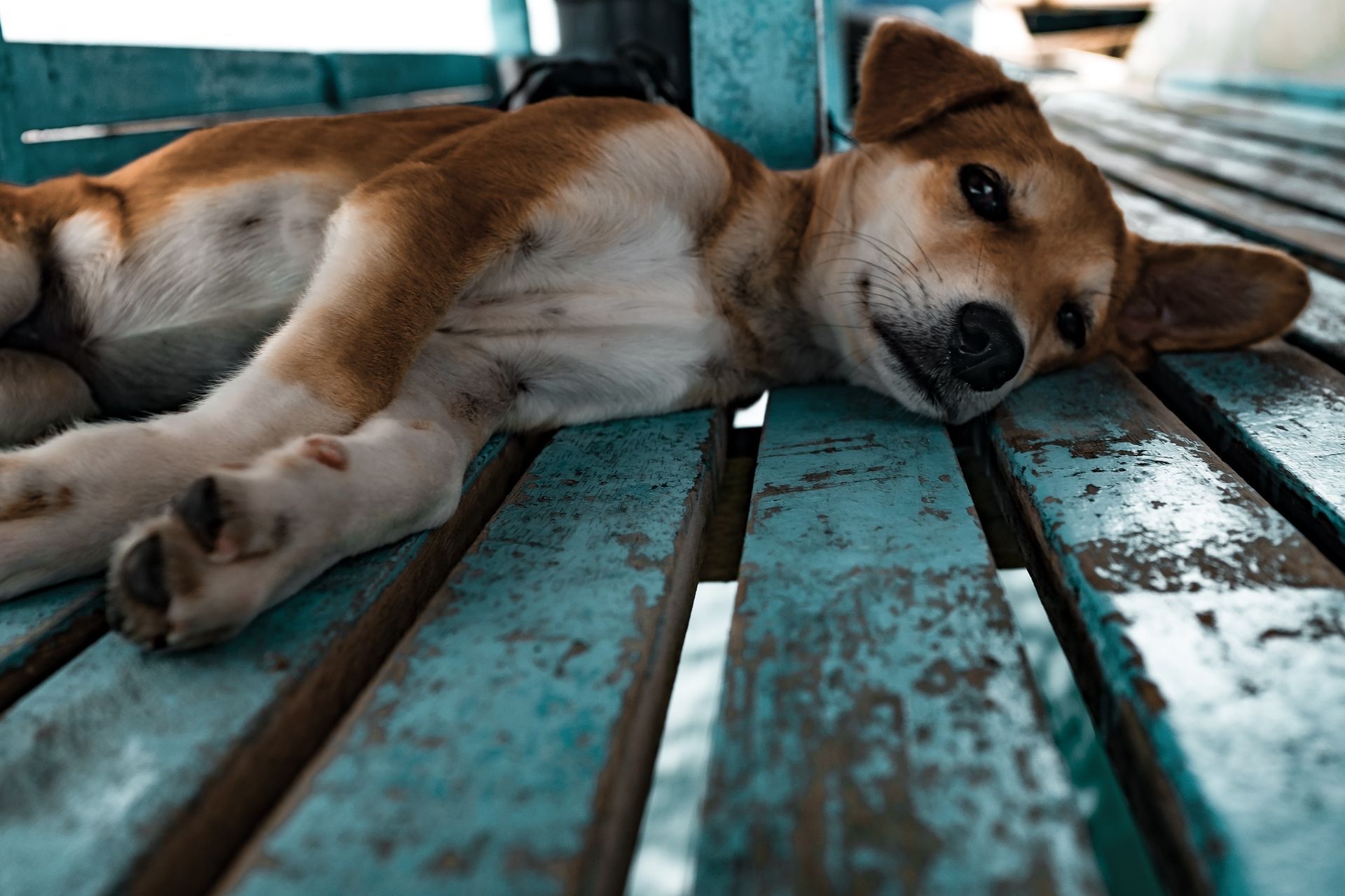 Dog, brown and white, resting on a turquoise bench, looking at the viewer.