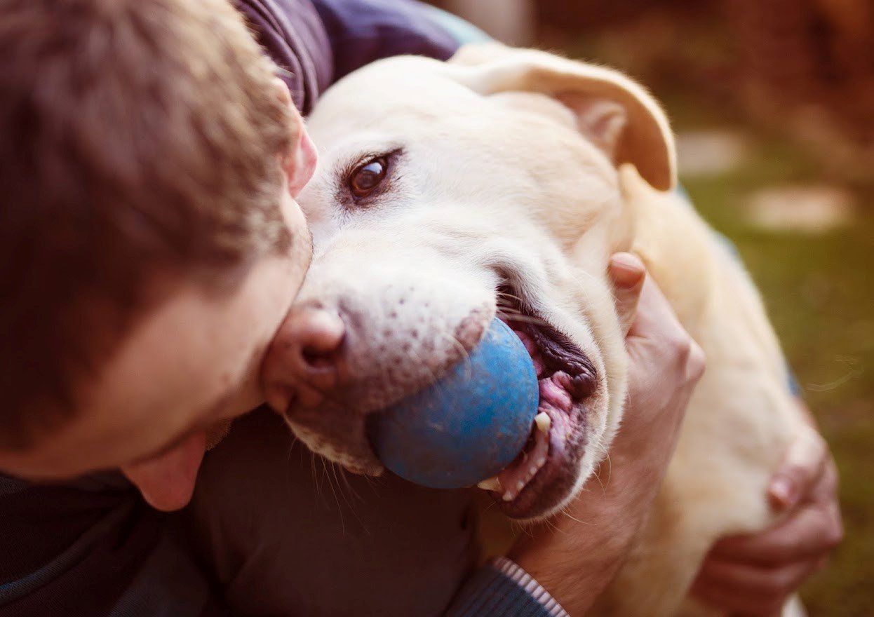 Person Playing with a Dog — Seattle, WA — South Seattle Veterinary Hospital Person hugging a yellow Labrador holding a blue ball outdoors.