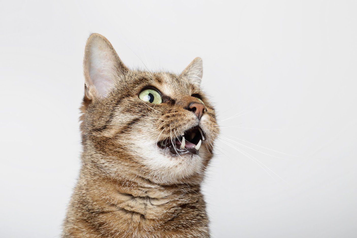 Angry tabby cat, open mouth, hissing, green eyes, against white background.