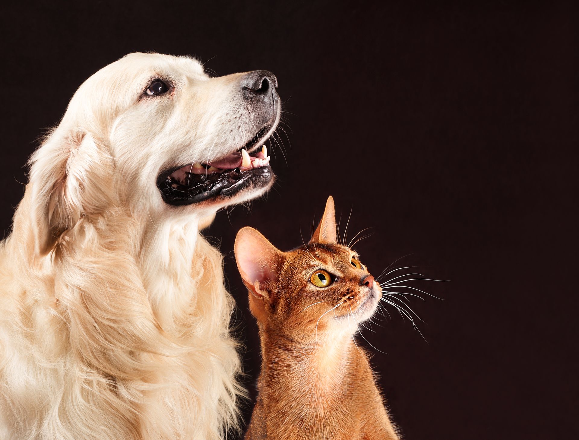 Golden retriever and Abyssinian cat looking upwards, dark background.