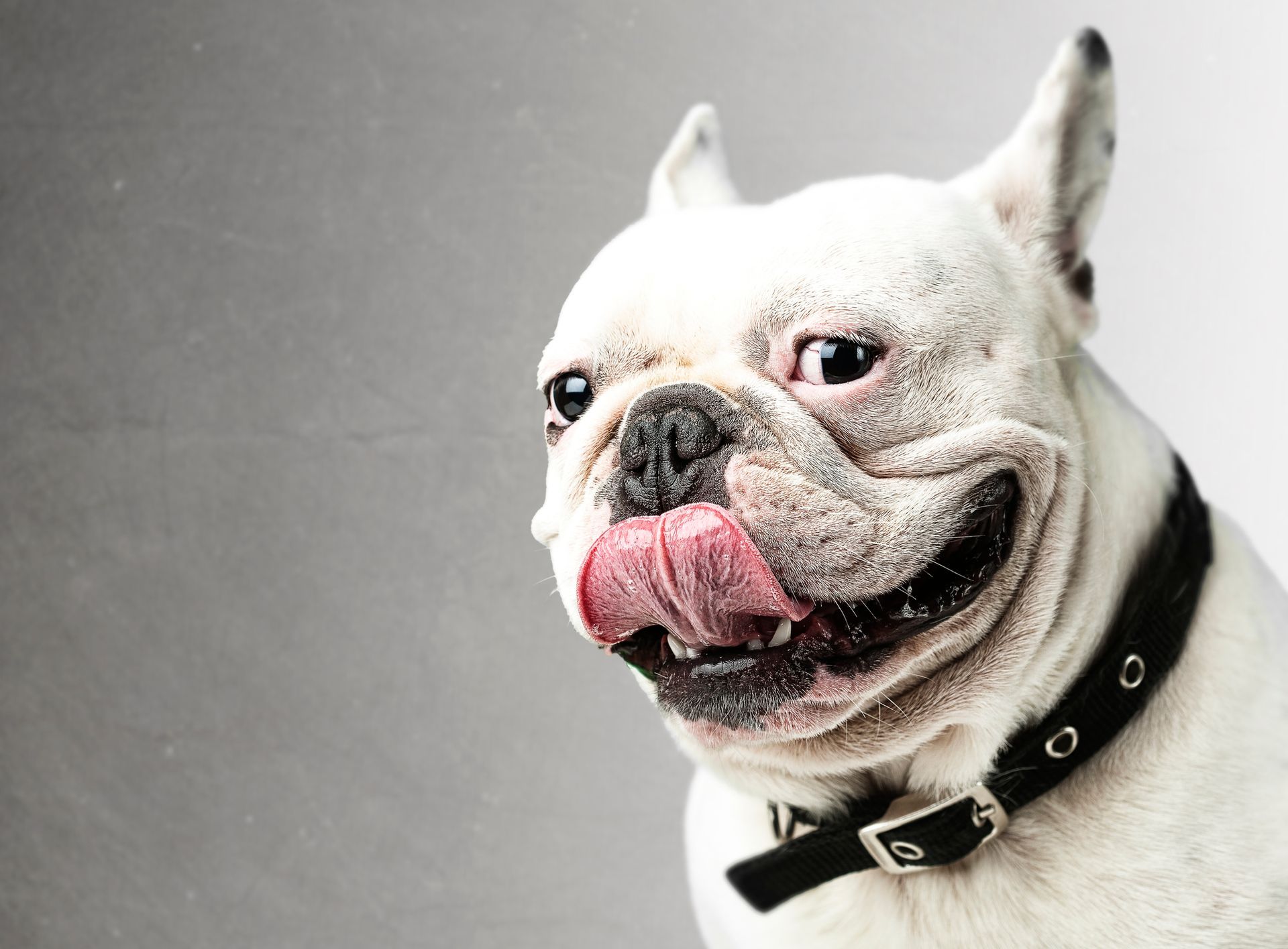 White French bulldog with tongue out, wearing a black collar, smiles against a gray background.
