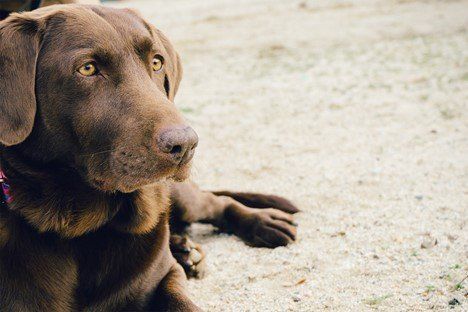 A Dog Resting — Seattle, WA — South Seattle Veterinary Hospital Chocolate Labrador laying down with soft brown eyes.