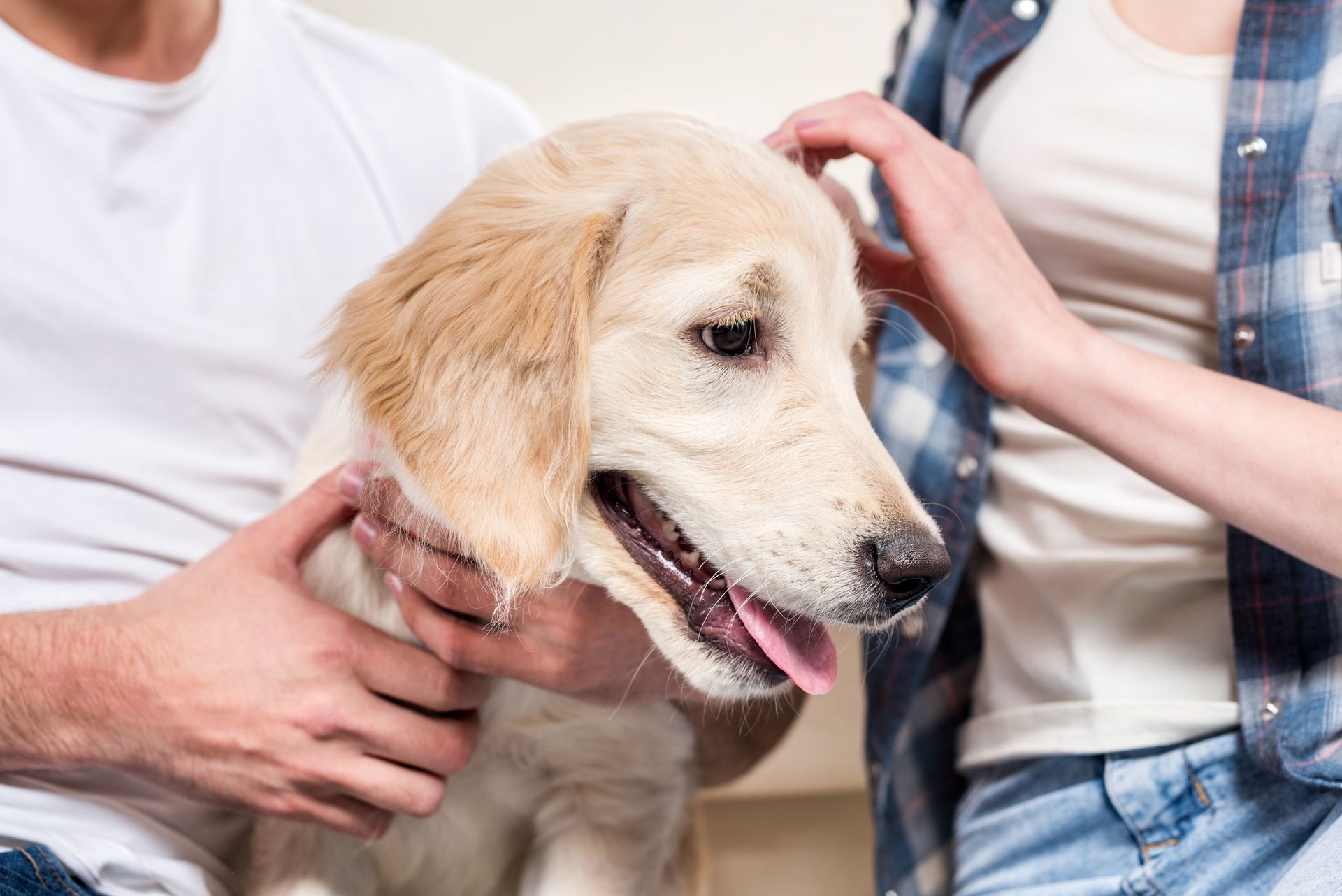 Golden retriever being petted by a person wearing a blue plaid shirt and another in a white shirt.