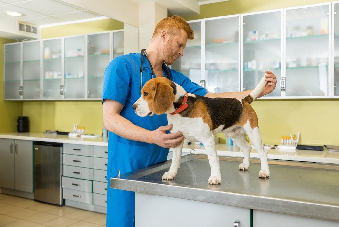 Veterinarian Checking Dog's Tail — Seattle, WA — South Seattle Veterinary Hospital Veterinarian in blue scrubs examining a beagle on a metal exam table in an animal clinic.