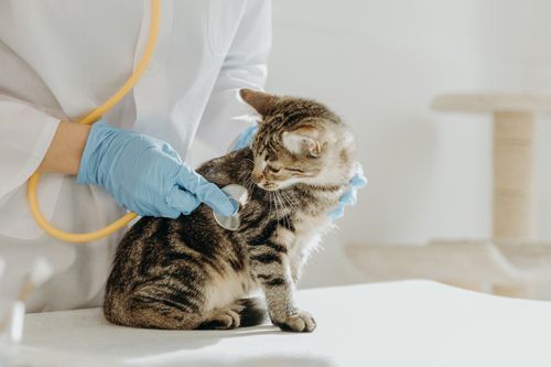 Veterinarian in blue gloves using a stethoscope to examine a tabby cat on a white table.