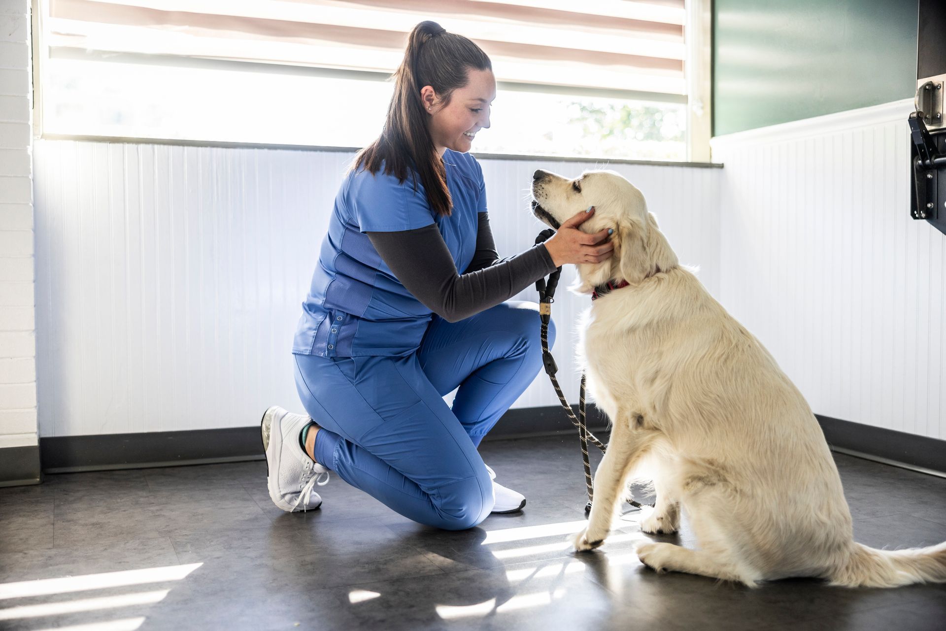 Veterinarian in blue scrubs kneels, petting a golden retriever in a clinic.