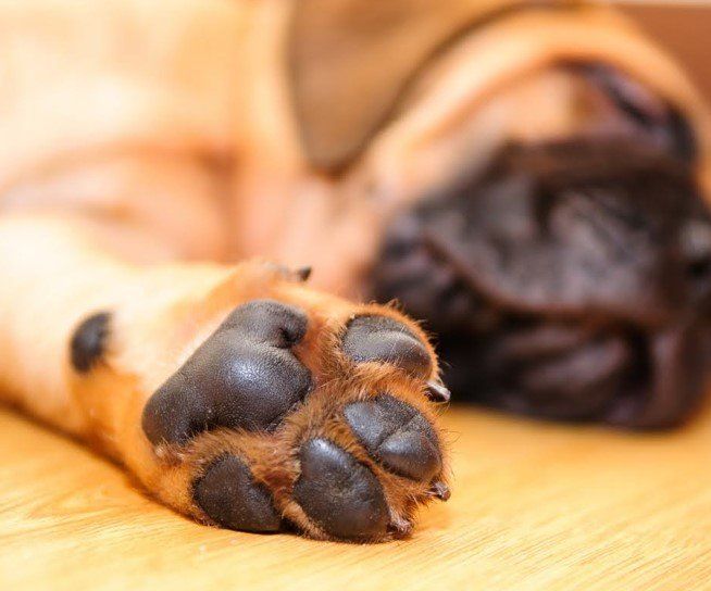 Sick Dog — Seattle, WA — South Seattle Veterinary Hospital Close-up of a sleeping dog's paw with black pads; out-of-focus face rests behind it on a wooden floor.