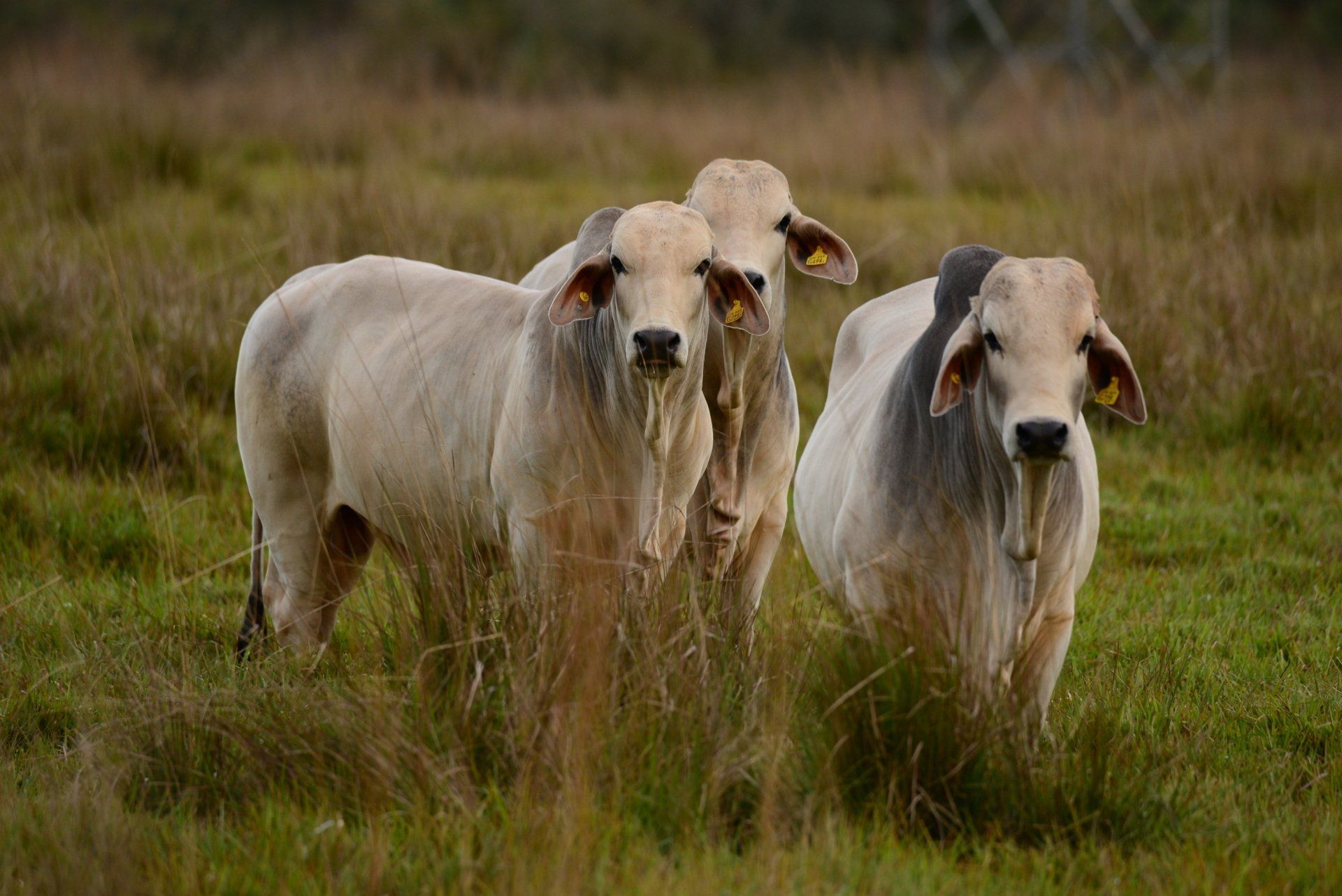 vacas