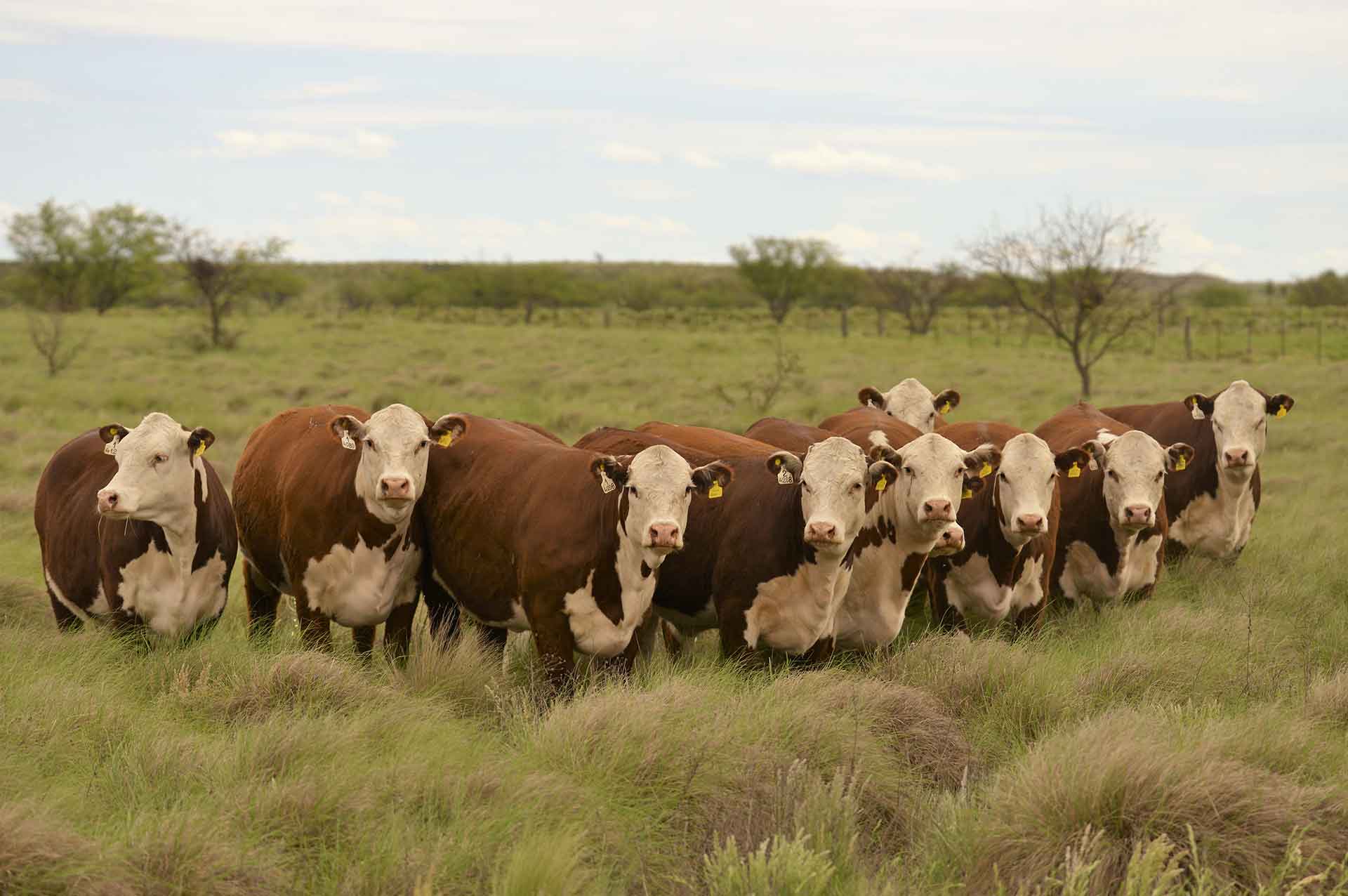 vacas