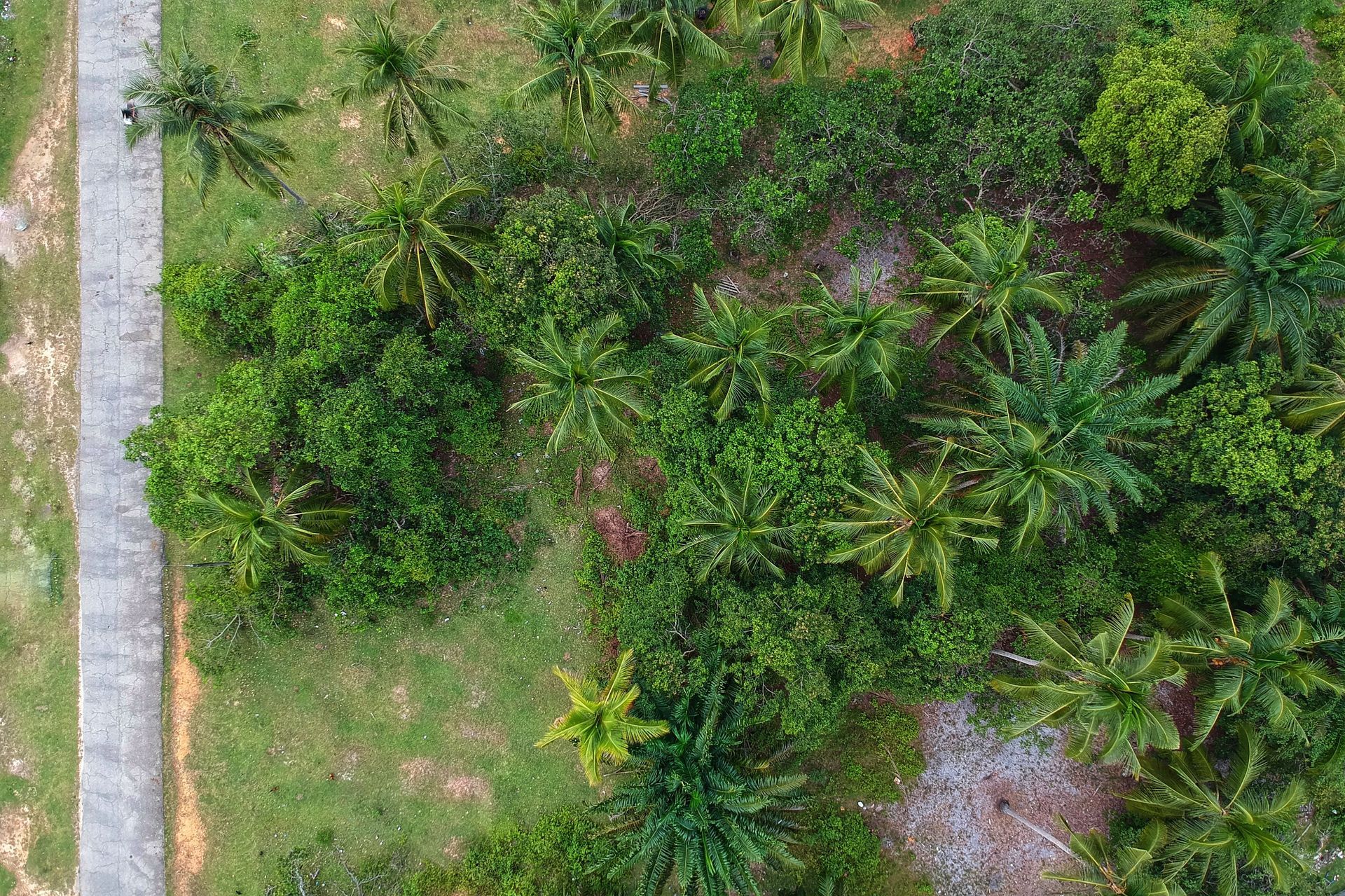 Aerial view of a lush green garden with dense trees, grass, and a narrow path along the left edge