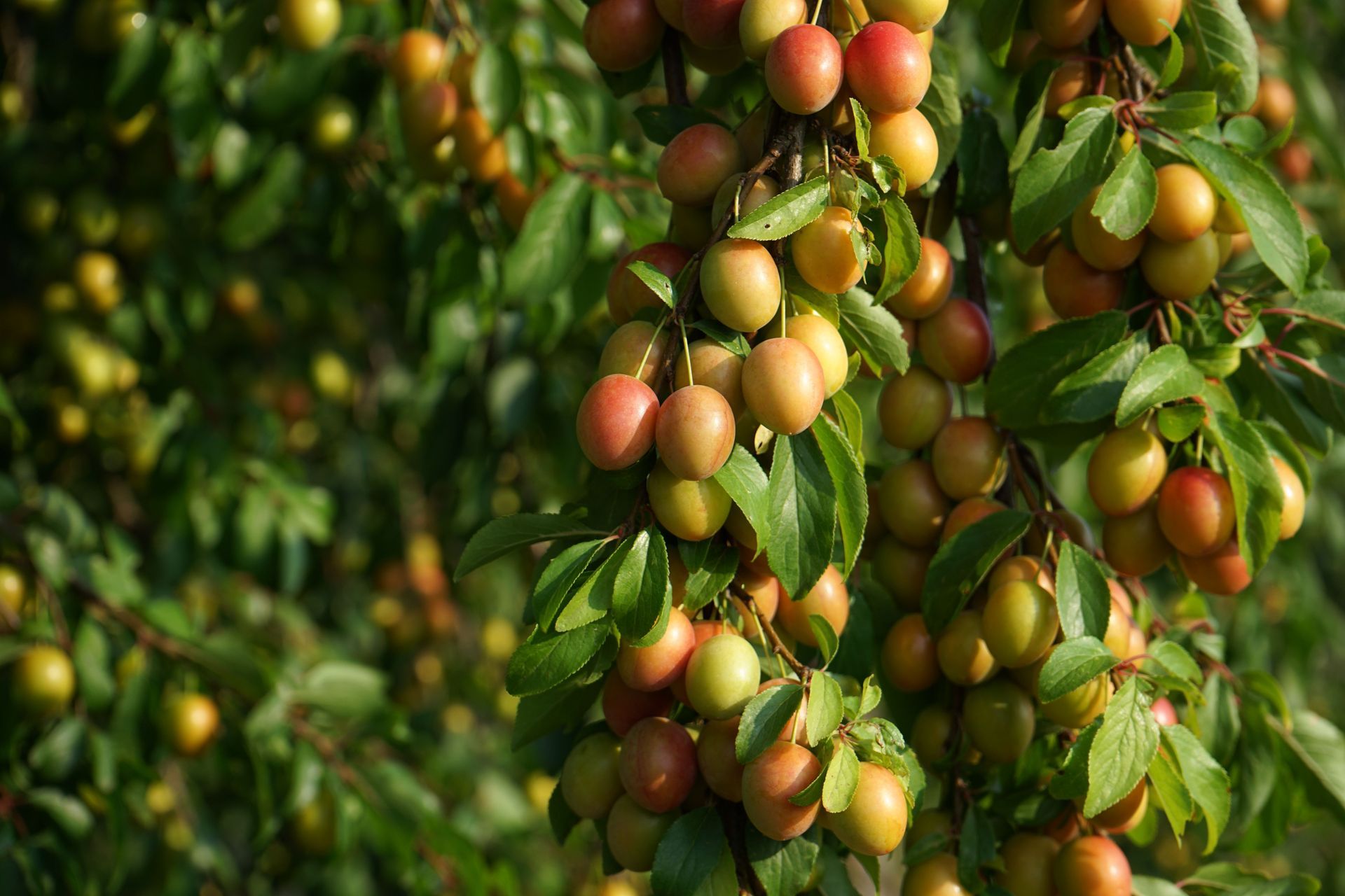 Clusters of green, yellow, and red fruit hanging on a leafy tree branch