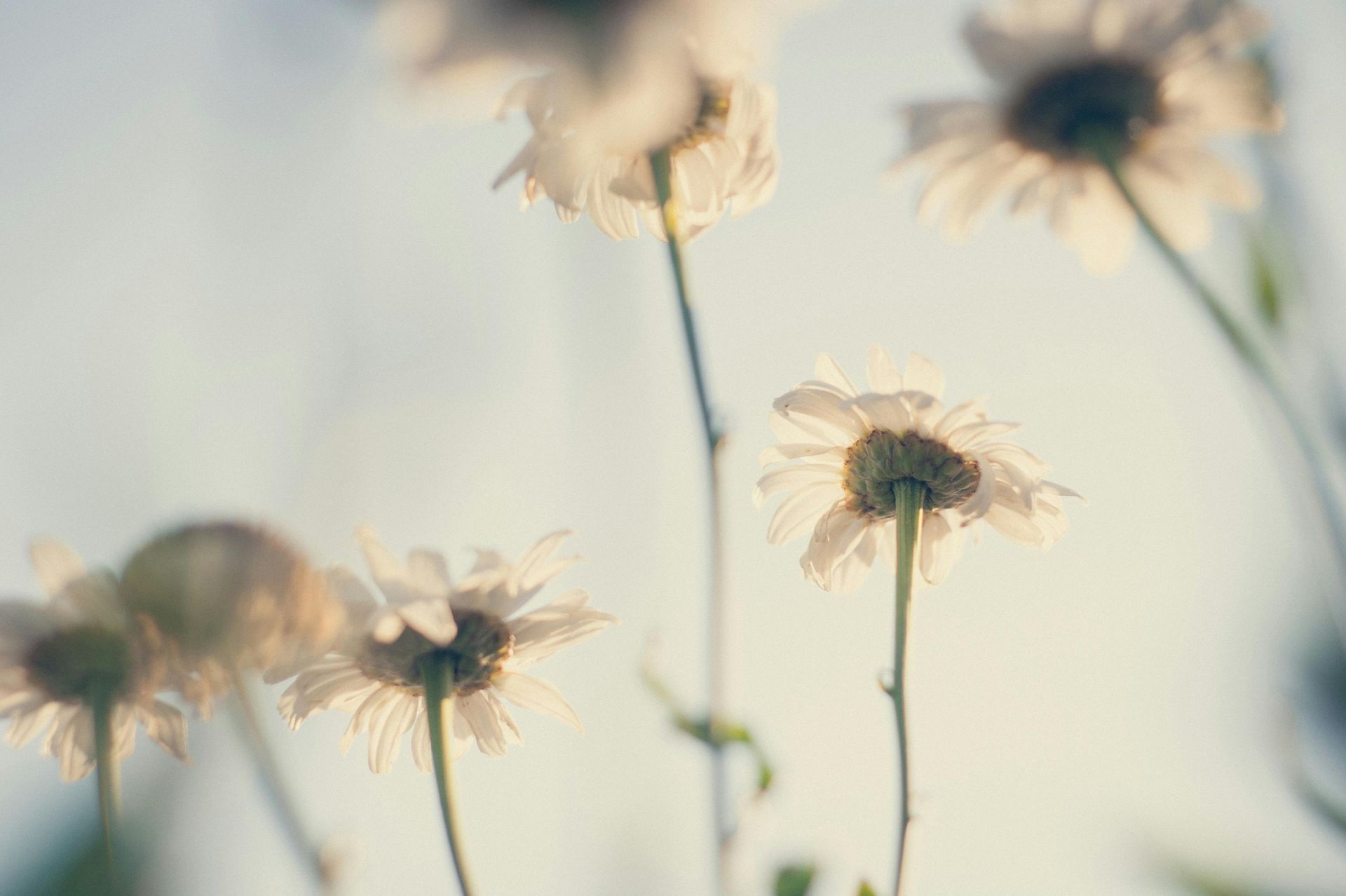 Soft-focus white daisies against a pale blue sky, with stems gently rising in a dreamy field scene