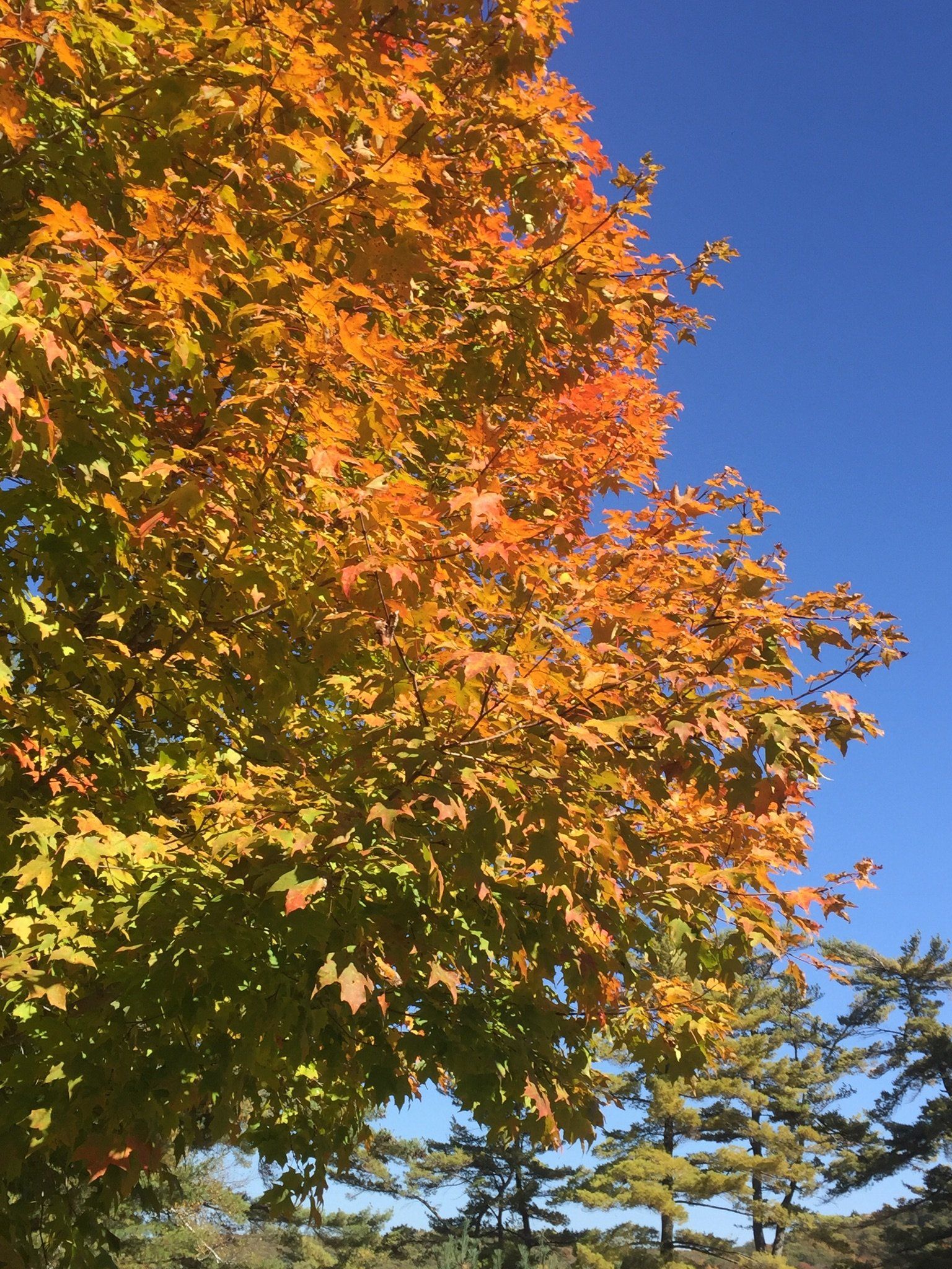 Ein Baum mit gelben und orangefarbenen Blättern vor einem blauen Himmel