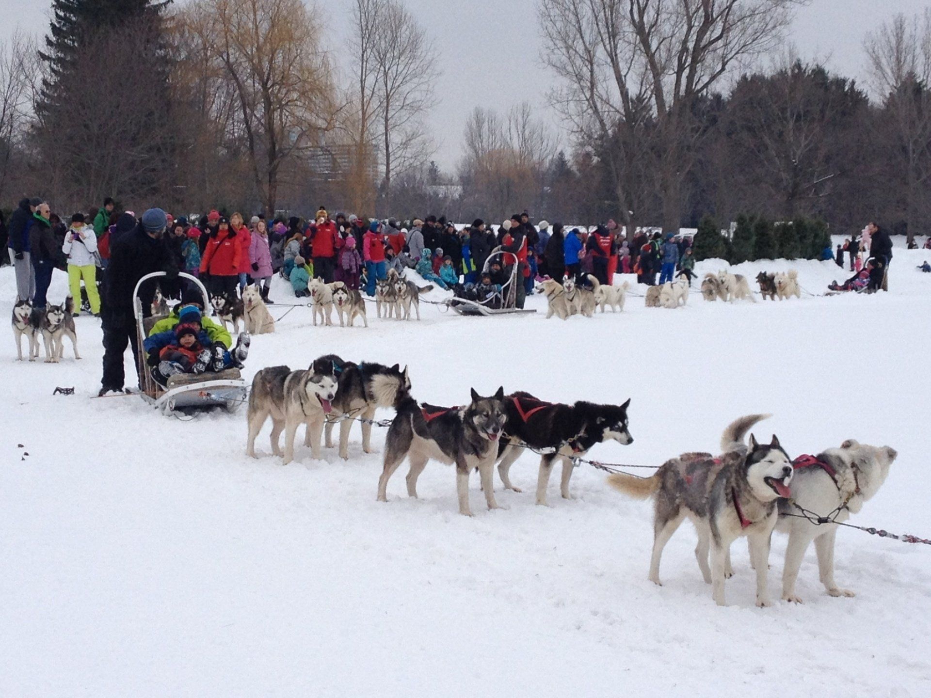 Eine Gruppe Huskys, die einen Schlitten im Schnee ziehen