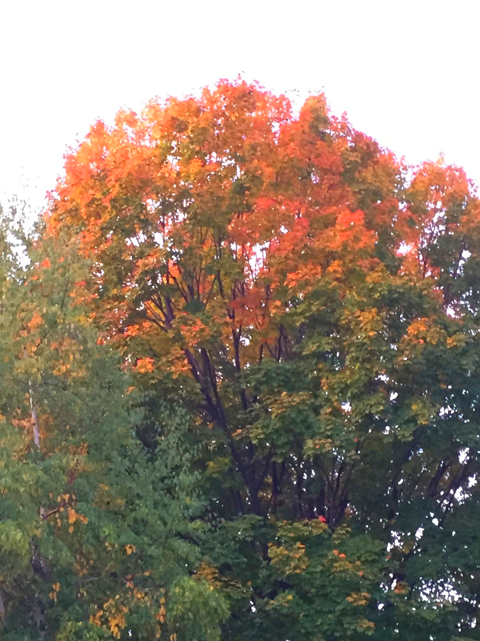 Ein Baum mit orangefarbenen Blättern ist von anderen Bäumen umgeben