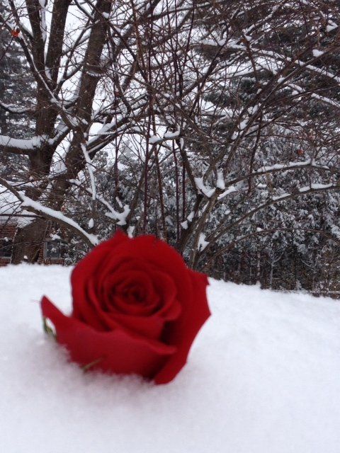 Eine rote Rose im Schnee mit Bäumen im Hintergrund