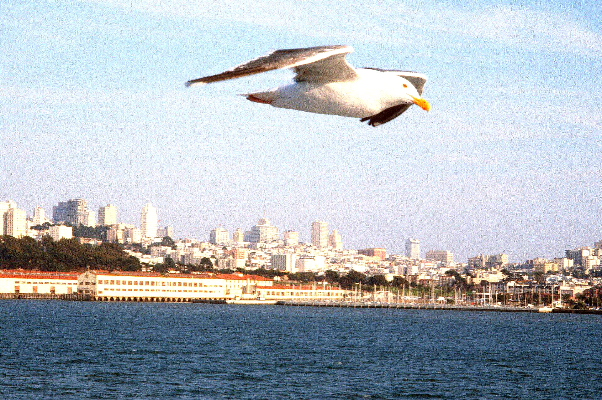 Eine Möwe fliegt über ein Gewässer mit einer Stadt im Hintergrund