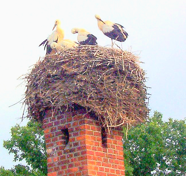 Drei Vögel sitzen in einem Nest auf einem gemauerten Schornstein