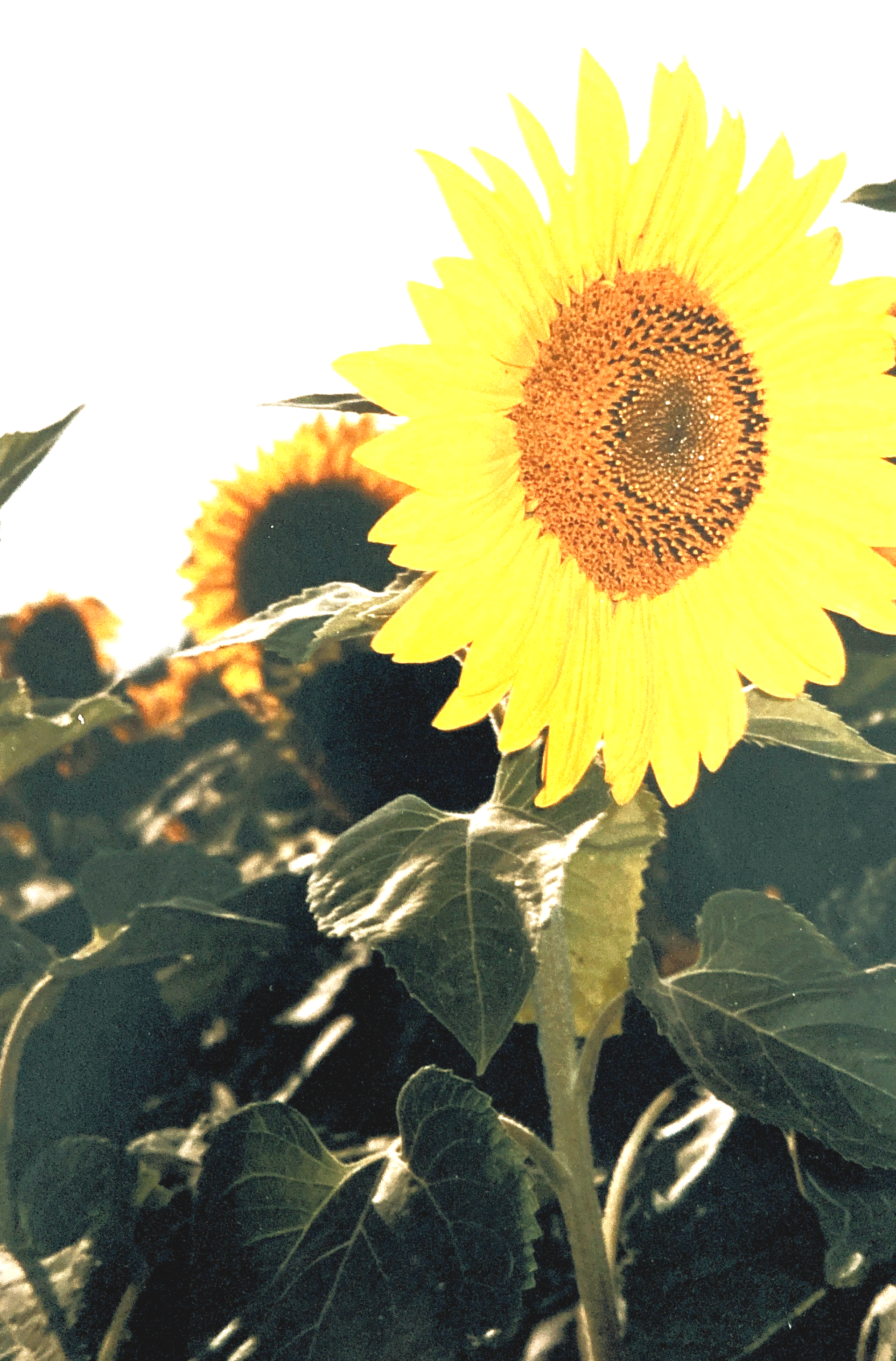 Eine Nahaufnahme einer Sonnenblume auf einem Feld