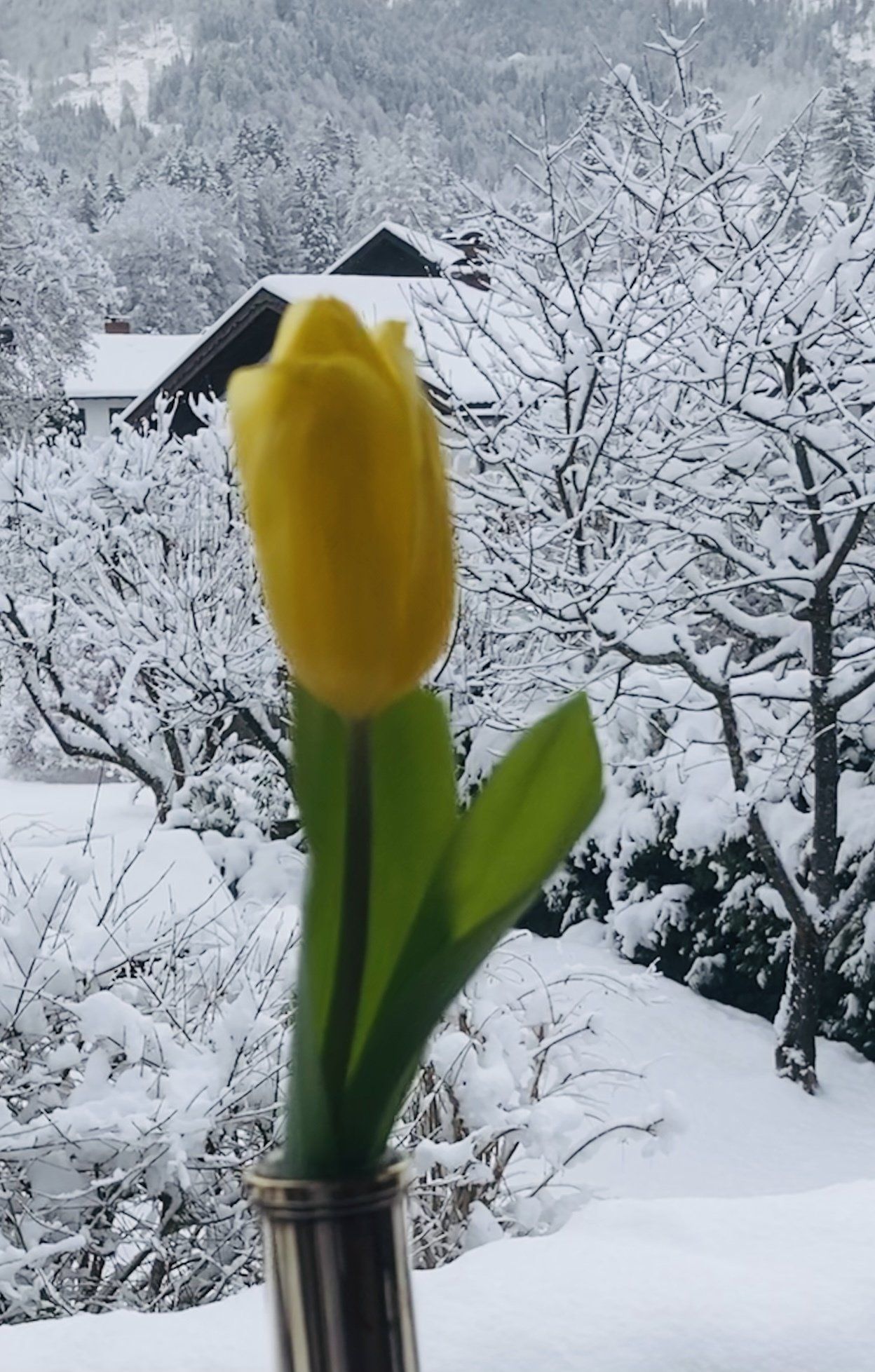 Eine gelbe Tulpe in einer Vase mit Schnee im Hintergrund