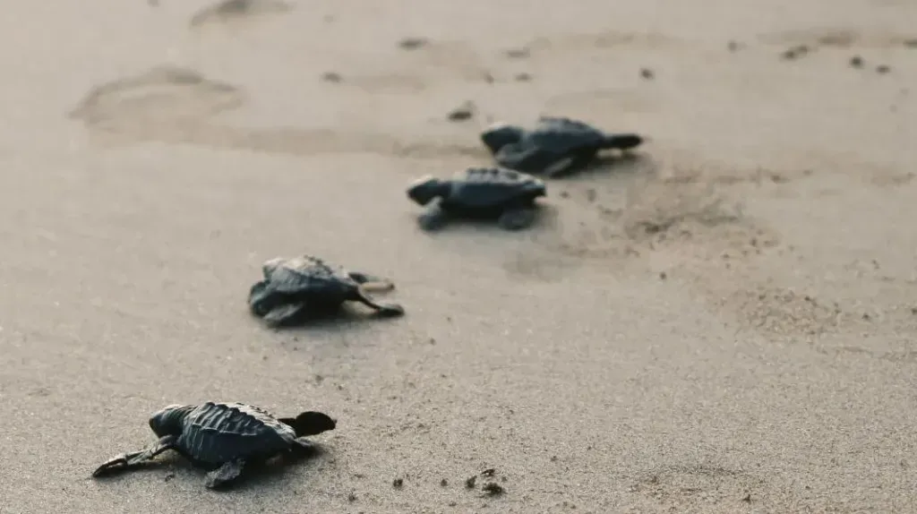Four baby sea turtles crawling across a sandy beach toward the ocean.
