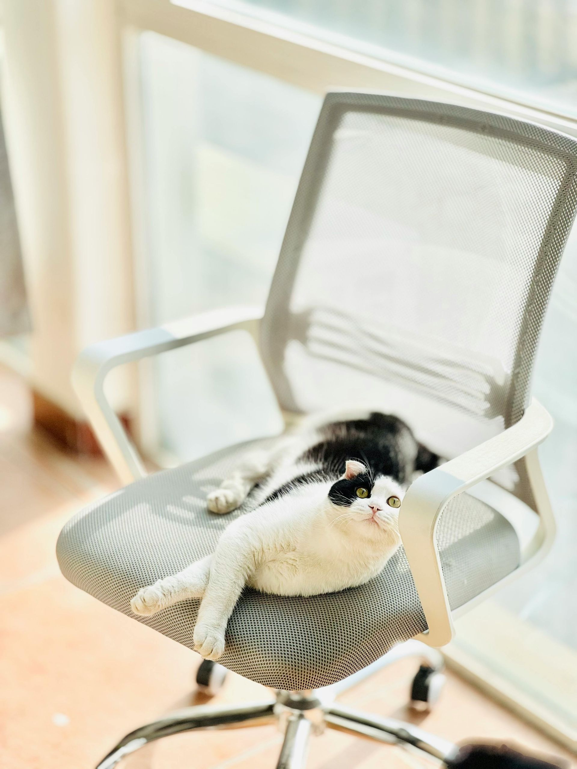 Small black-and-white dog lying asleep on a mesh office chair by a bright window